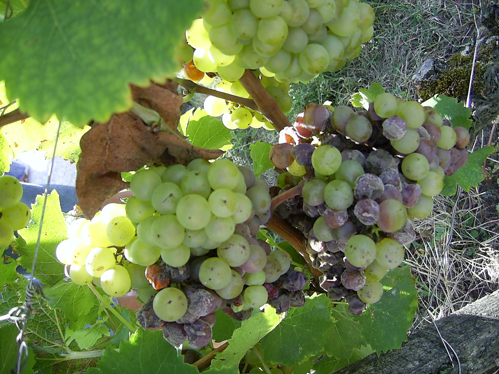 noble grapes rotten grapes that make a special wine in bou… Flickr