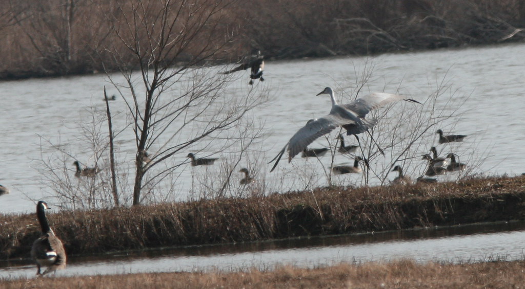Sandhill crane landing Rare Pennsylvania visitor that is l… Flickr