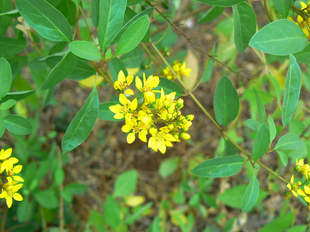 Spray of Gold Common name Slender goldshower, Thriallis, … Flickr