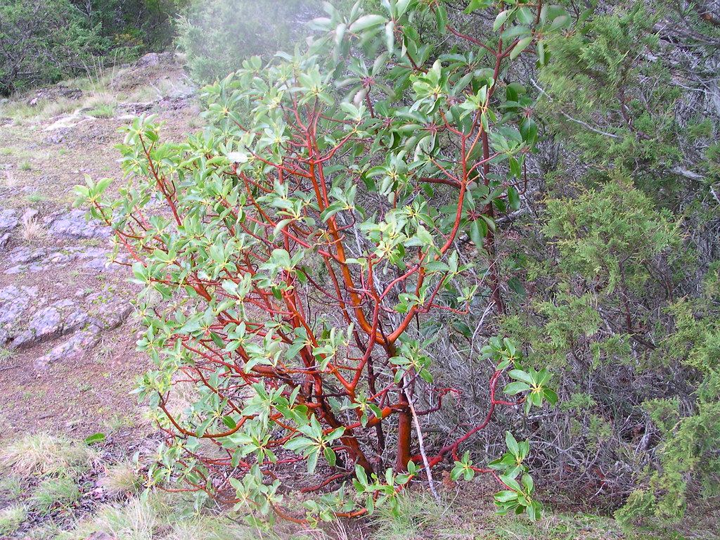 Madrone Tree Madrone Tree Wash Park Arbutus menziesii Eric… Flickr