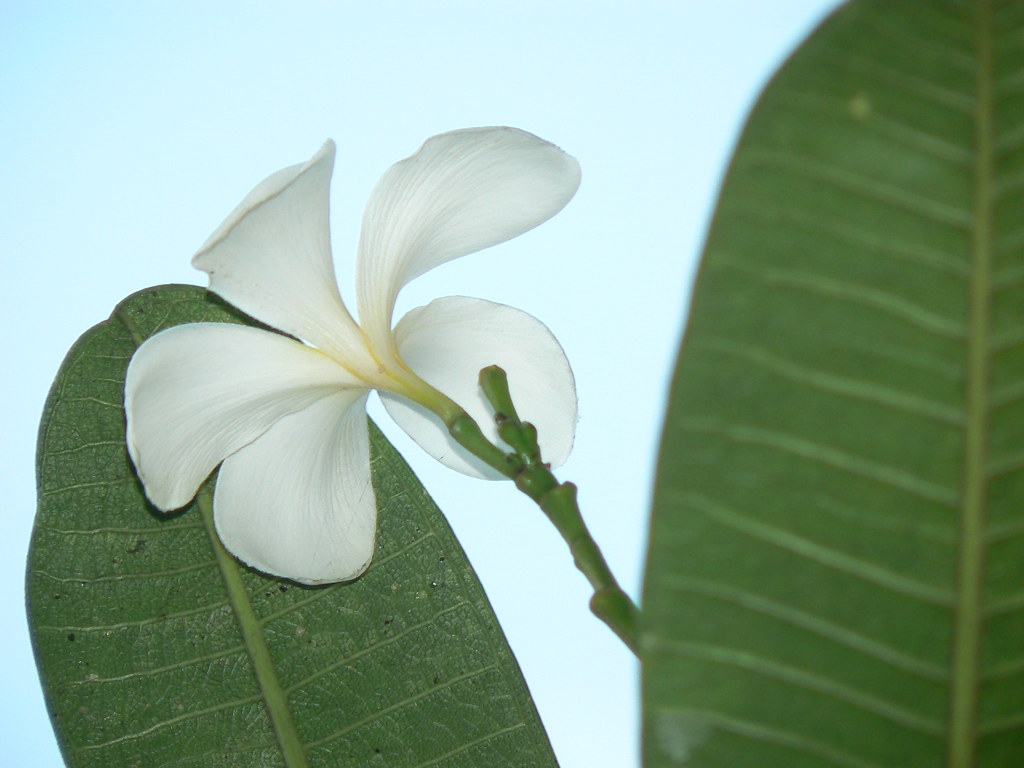 Singapore Plumeria Apocynaceae (dogbane, or oleander famil… Flickr