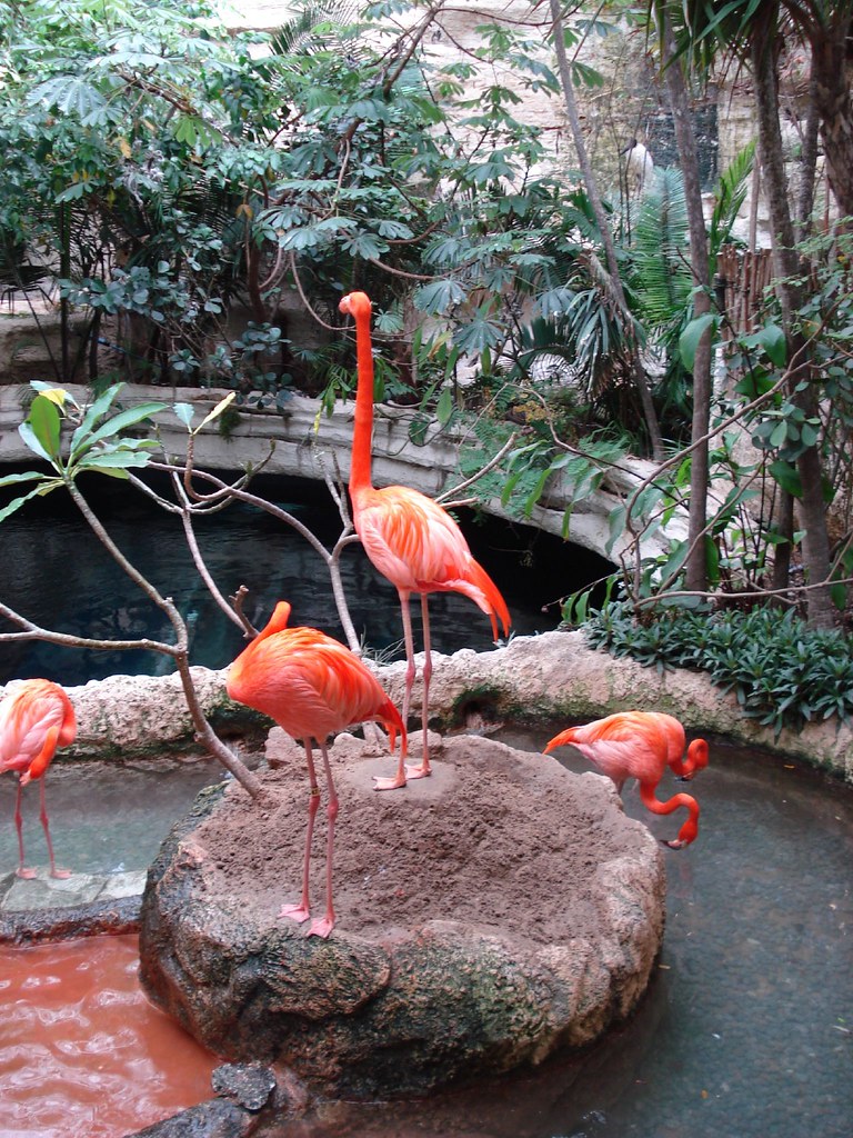 Pink Flamingos Dallas World Aquarium GeekInAwe Flickr