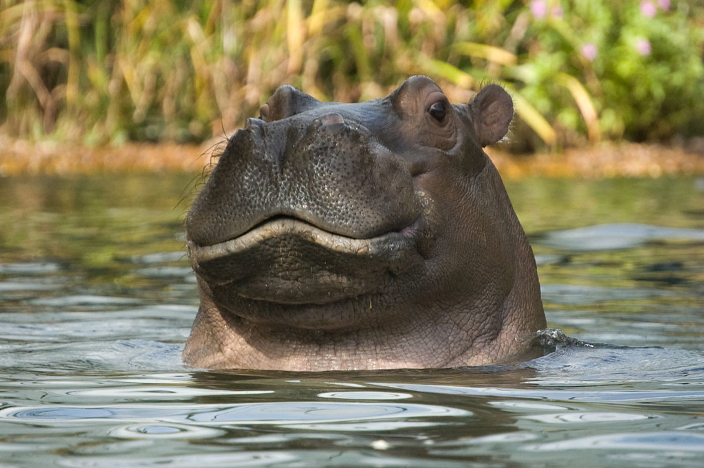 Stuffed Animals & Plushies Toys & Games Happy the Hippo Toys