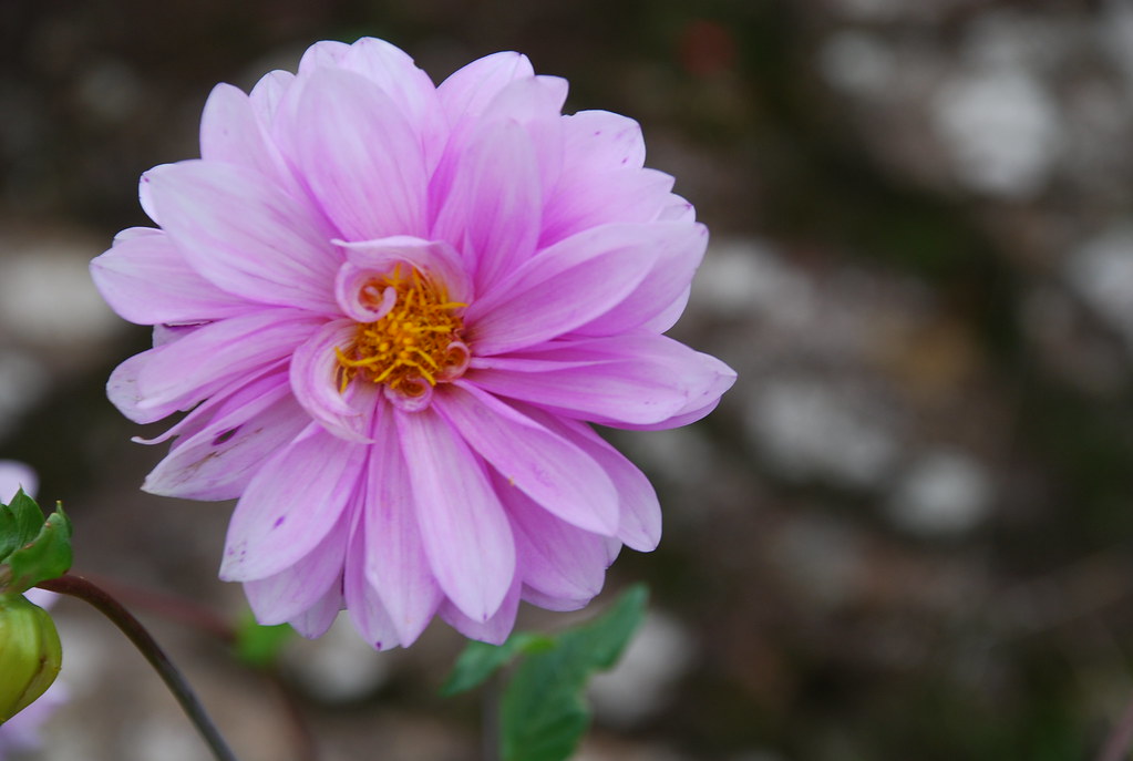 Delia Flower Image of Delia Flower shot at Ooty Balu Velachery Flickr