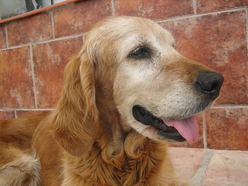 My Golden Retriever x Irish Setter Kim Kim's mother was