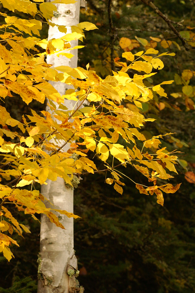Birch Tree in the fall Fall color in the woods near our ca… Flickr