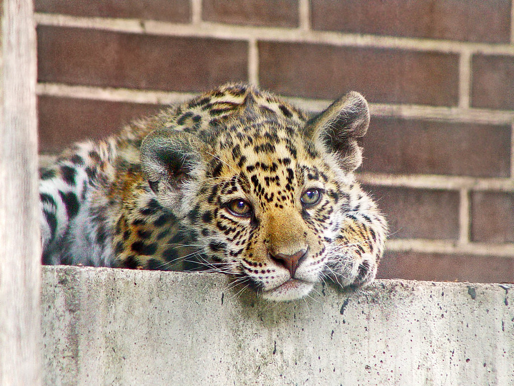 Jaguar cub Cute jaguar cub of the zoo of Berlin looking at… Flickr
