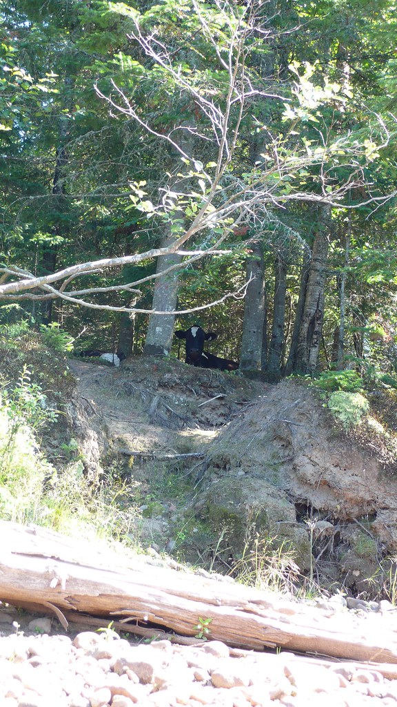 Bête sauvage tapie dans les buissons, prête à l'attaque...… Flickr
