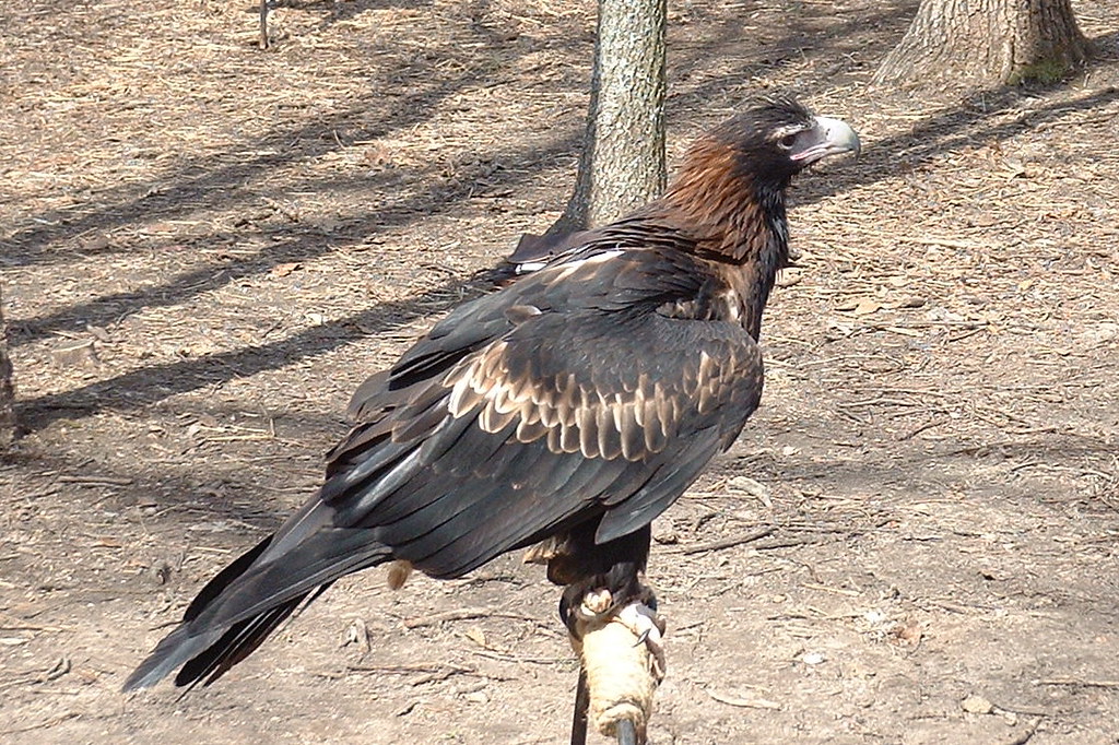 Golden Eagle World Bird Sanctuary 2004, Missouri Eddie Callaway