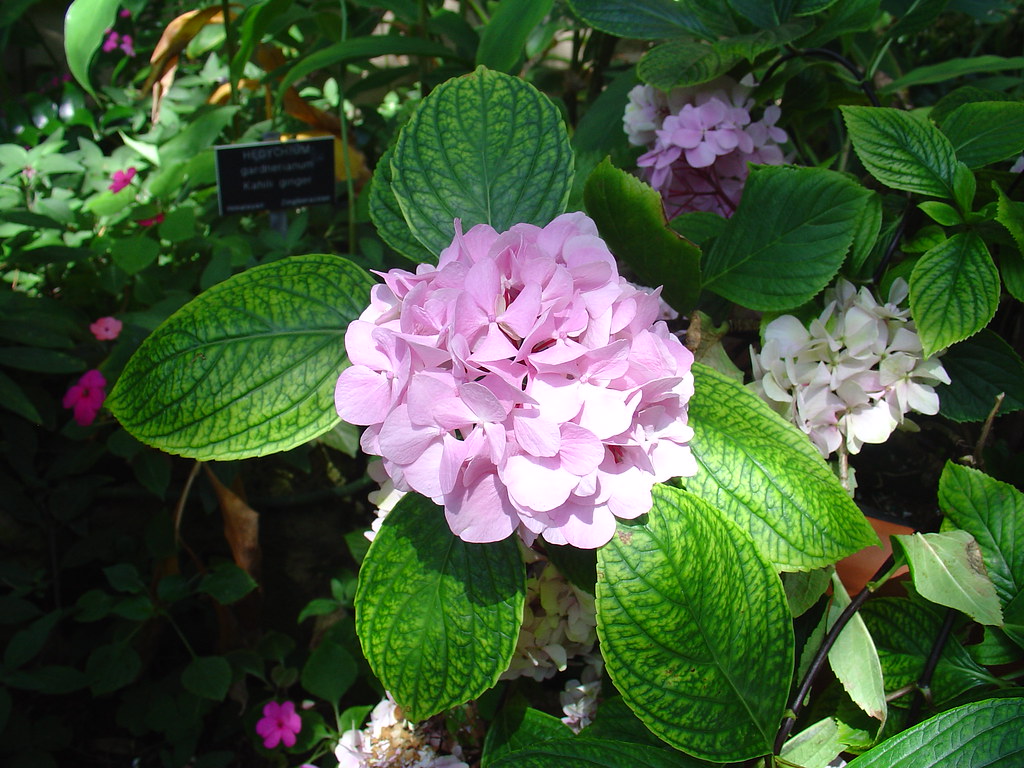 Hydrangea Balboa Park, San Diego, California Jean Cox Flickr