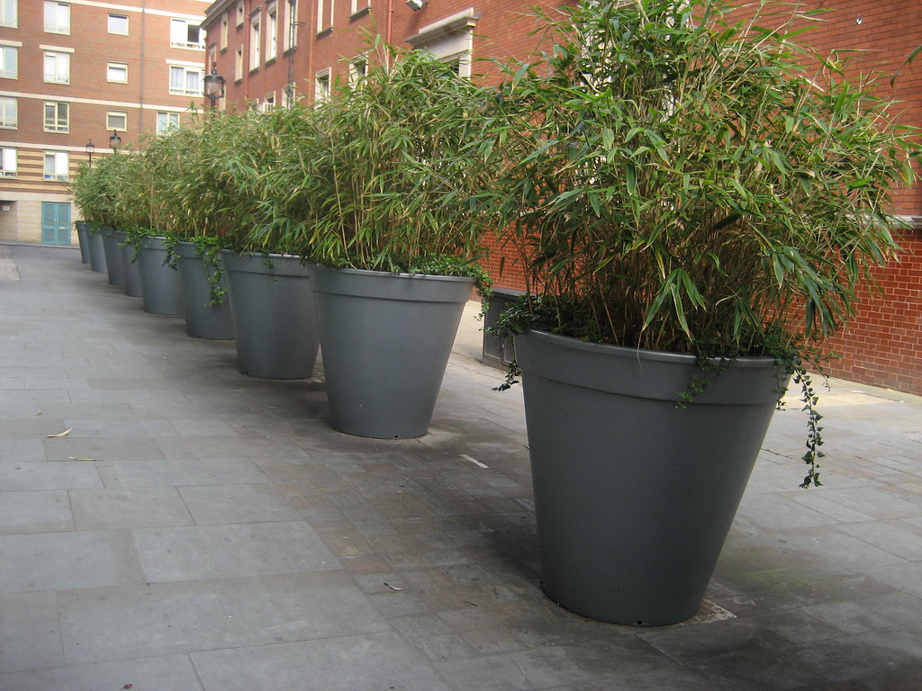 Giant Plant Pots Giant plants lurking down an alleyway in … Flickr