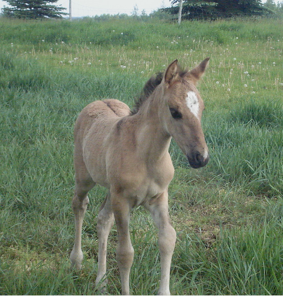 Lac La Croix Indian pony His name is Aarson, and he belong… Flickr