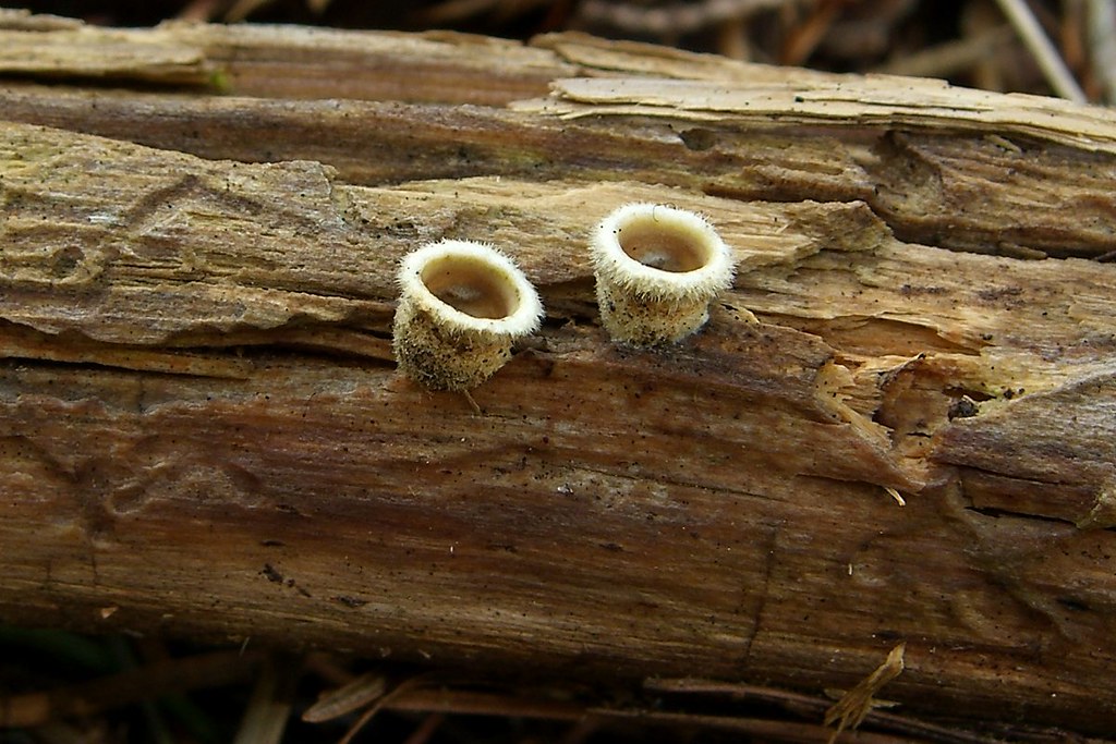 Birds Nest Fungus Scientific Name unknown Common Name Bi… Flickr