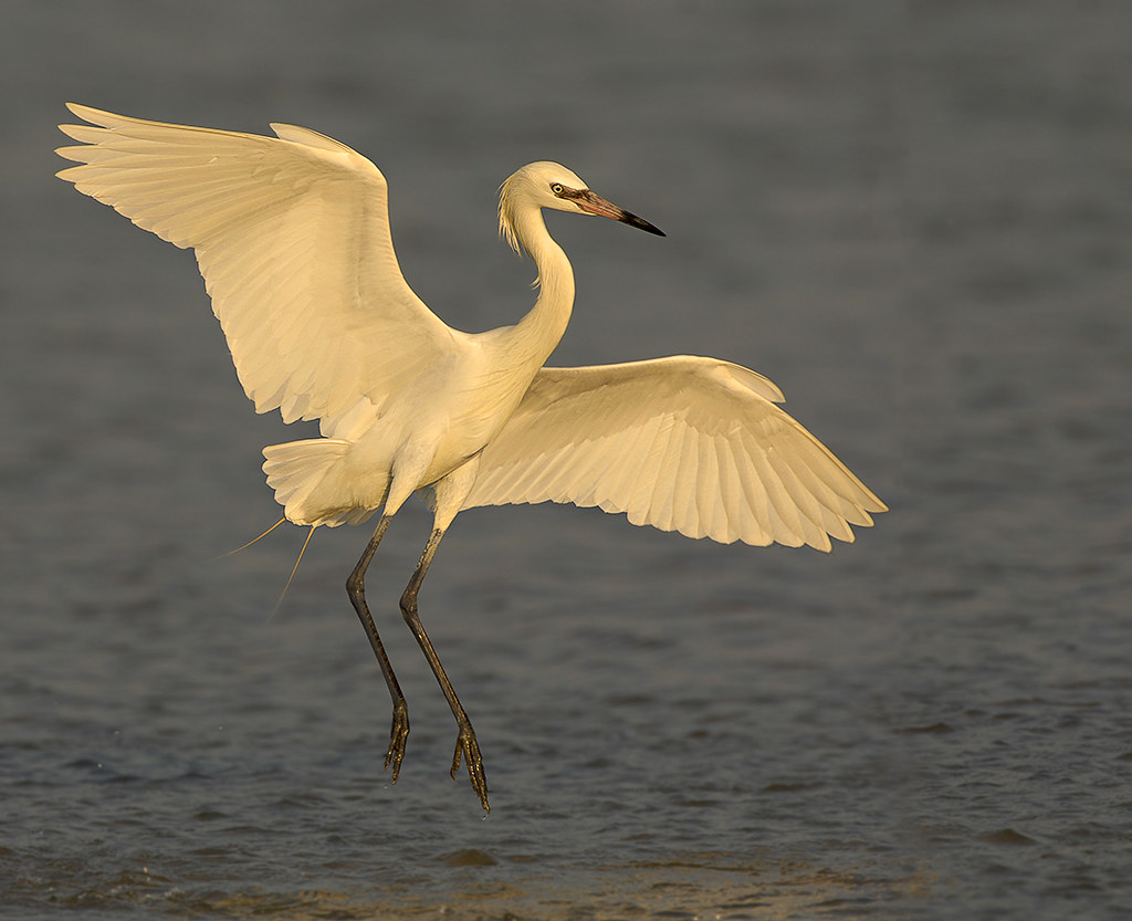 WhiteMorph Reddish Egret Coming In for a Landing This sca… Flickr