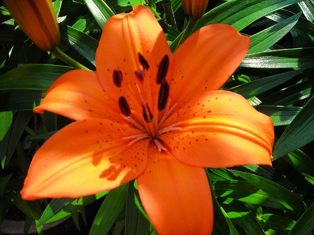 Orange Lily I love growing Lilies and these are a selectio… Flickr