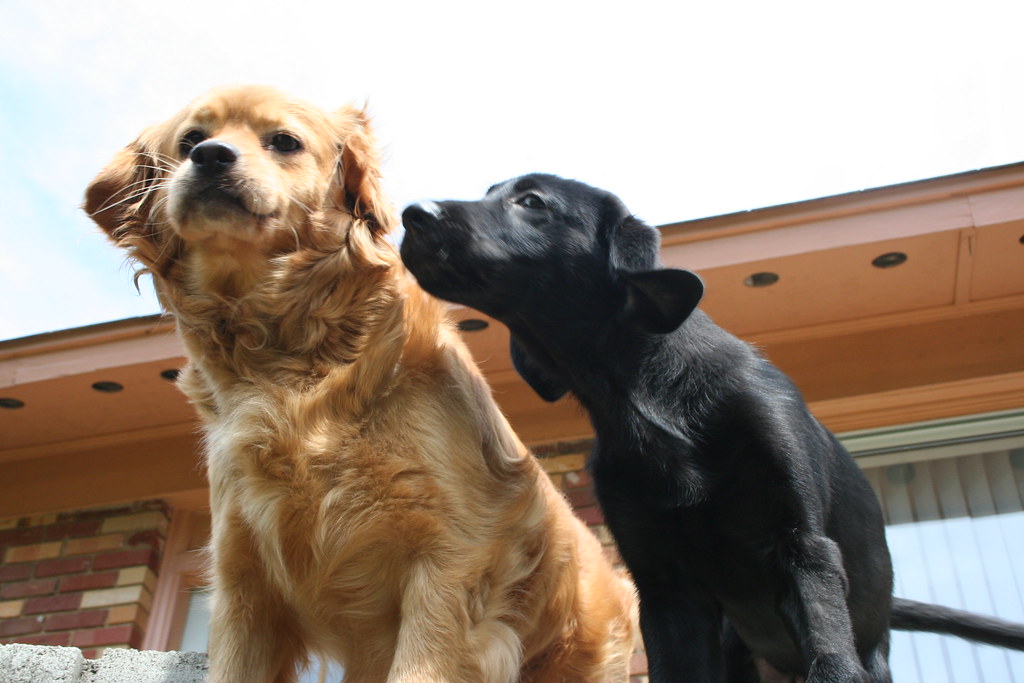 Tunisia's Doggies Winnie and Prince Tunisia took these an… Flickr