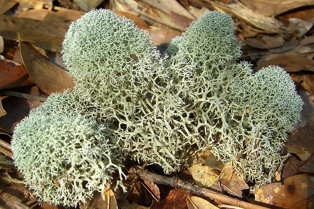 PowderPuff Lichen Scientific Name Cladina evansii (Abbay… Flickr