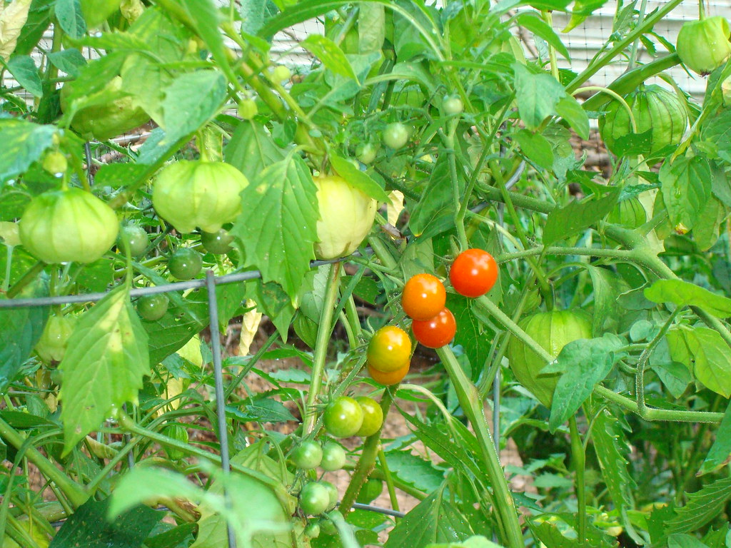 cherry tomatoes and tomatillos Brien and Vanessa Kelly Flickr