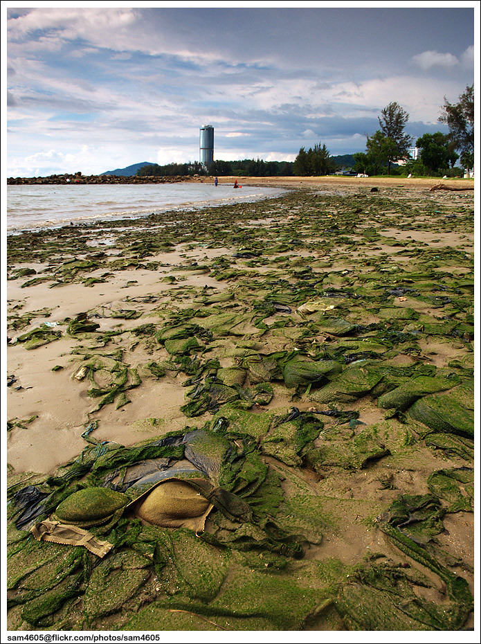 Lumut tetap subur menghijau Selepas air pantai surut