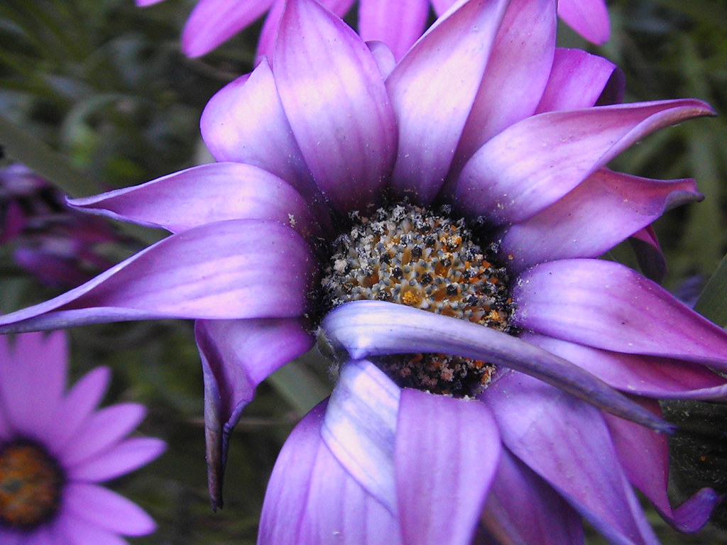 Ultra Violet Passionate, yet dying flower. My garden. R E D H E A D Flickr