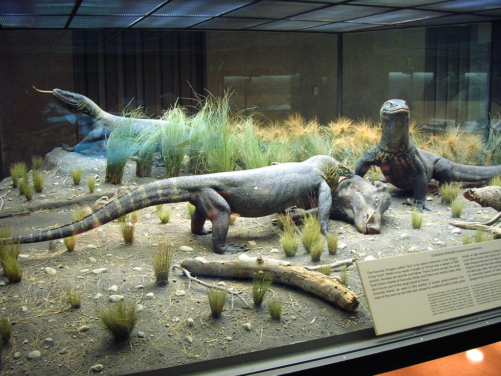 Reptiles and Amphibian Komodo Dragons The Komodo