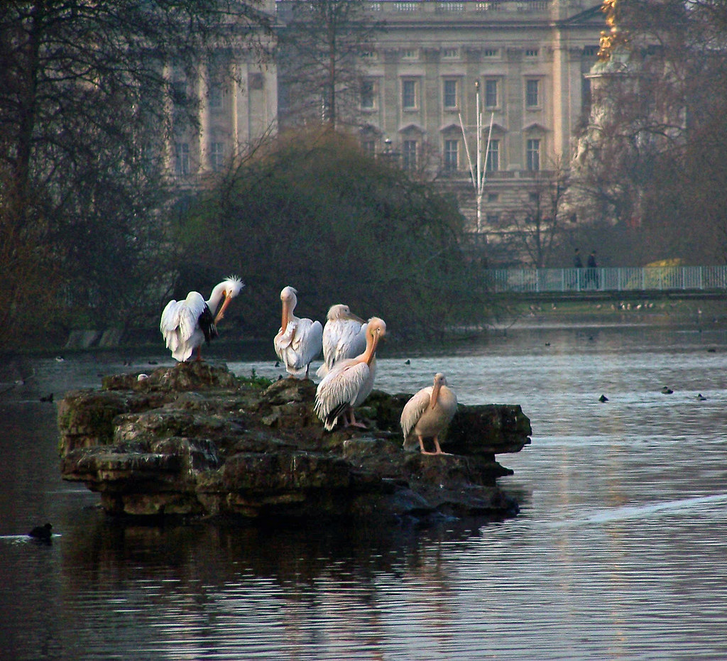 Pelican Island The famous St. James's Pelicans. Jon De Keyser Flickr