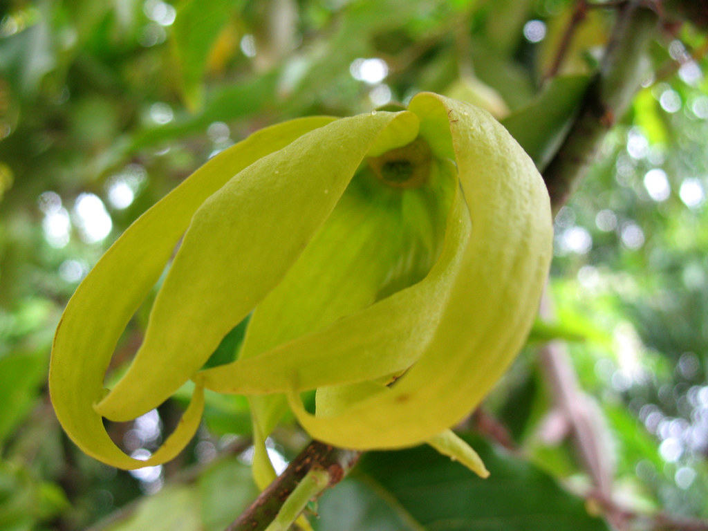 Ylangylang The name ylangylang is derived from Tagalog, … Flickr