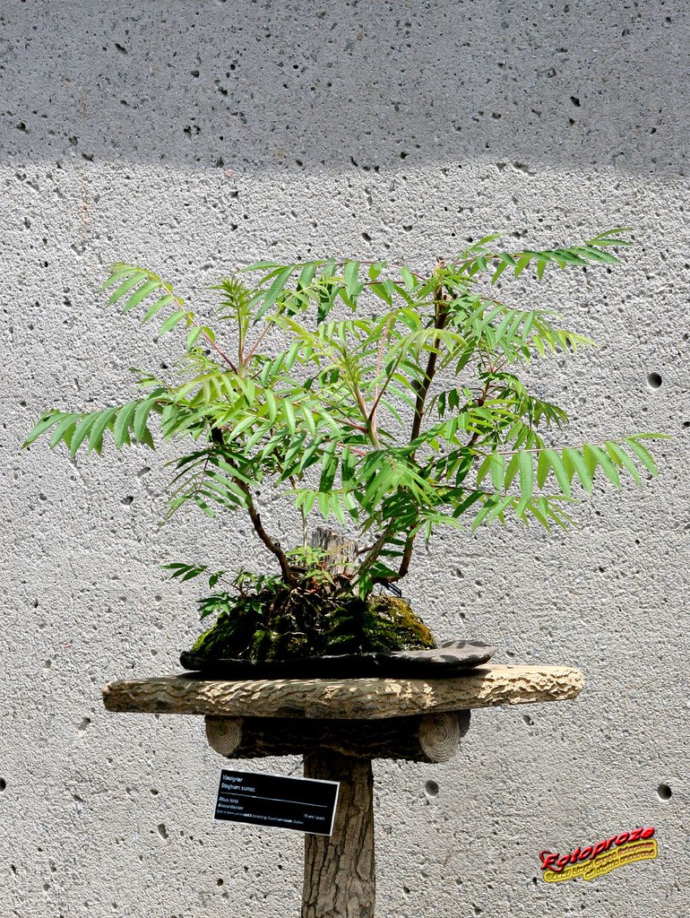 Bonsaï & Penjing Staghorn Sumac 15 years old C20070610 0… Flickr