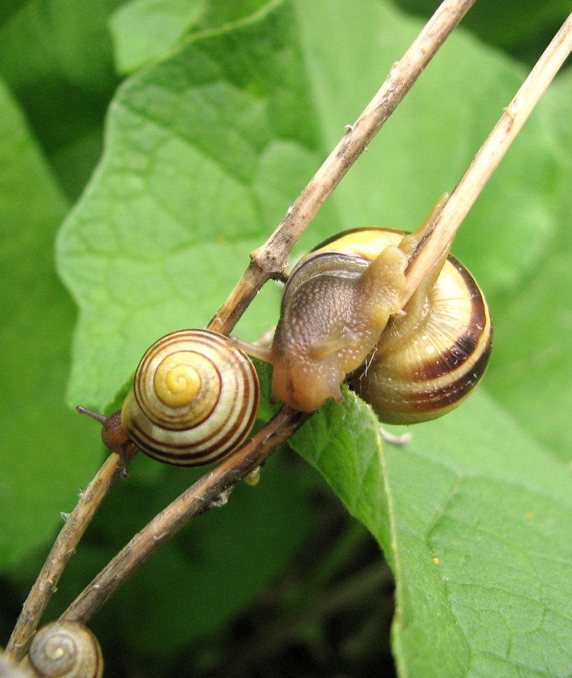Garden Snails Toronto, Ontario, Canada Spring 2007. angora bunny