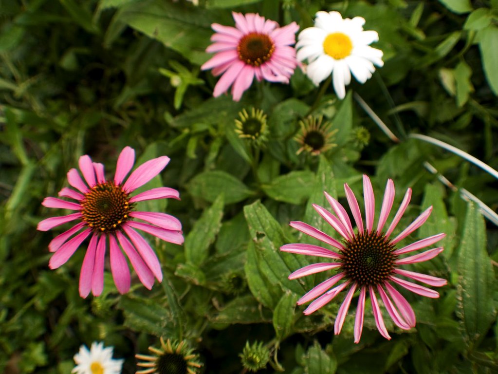 Three Stages of Pincushion Flowers Three Pincushion flower… Flickr