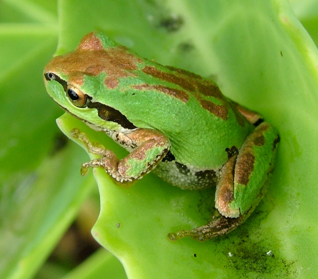 Pacific Chorus Frog Pseudacris regilla 8/4/07 Highline S… Flickr