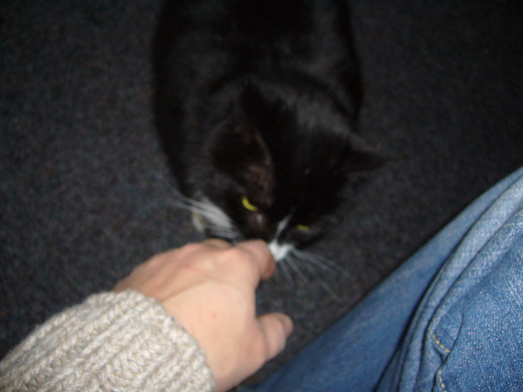 mmh.. riecht nach Katze.. komisch.. lixelaxe Flickr