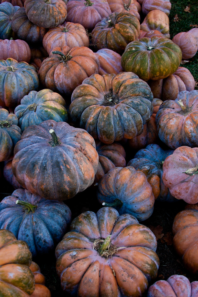 What do colored pumpkins mean The Meaning Of Color