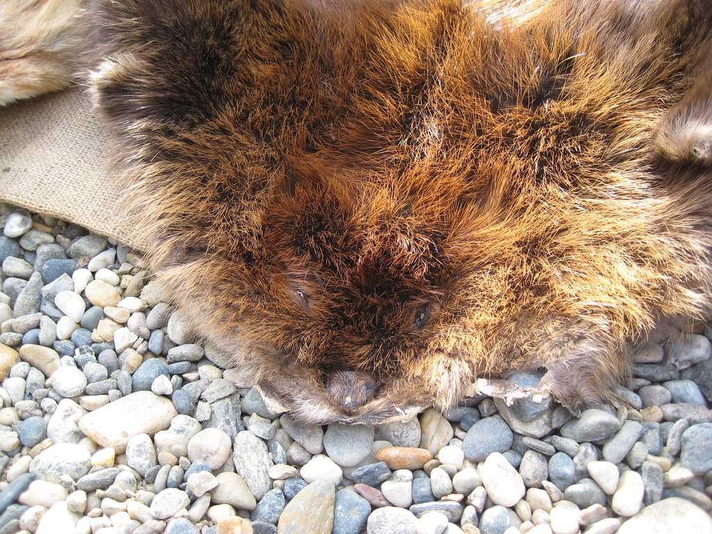 Beaver pelt tdawg Flickr