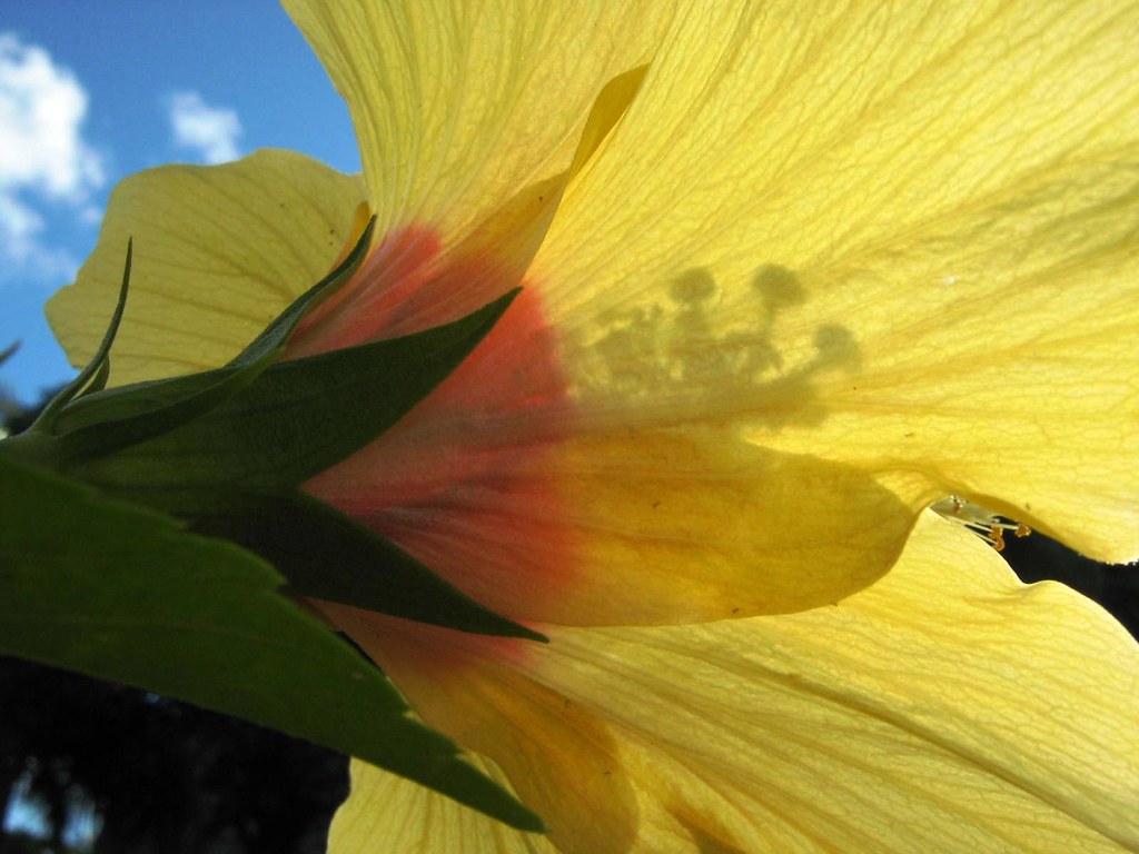 when flower faces the sun Silvia Maria Nascimento Flickr