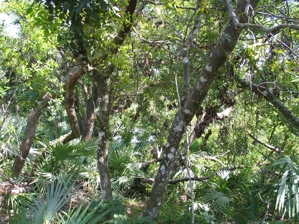 Turkey Creek, Florida See my profile for licensing under t… Flickr