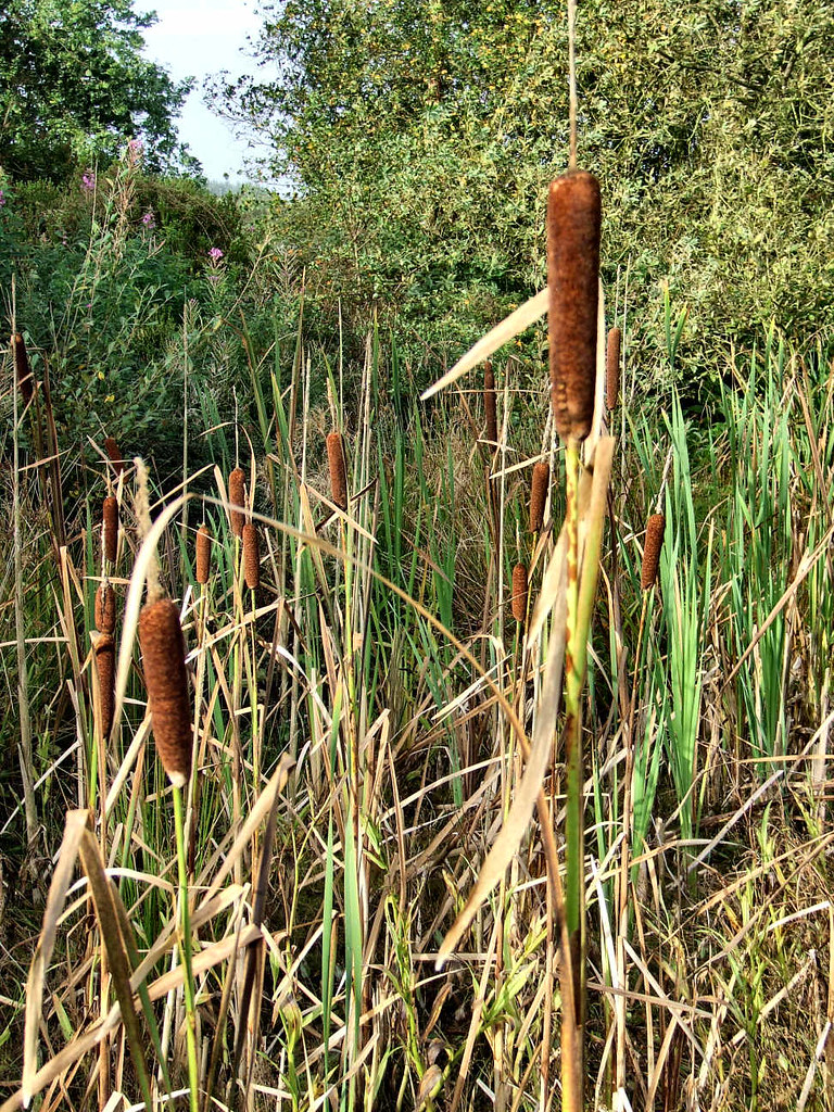 Giant reed mace (2) Found in the grounds of the Swallow Th… Flickr