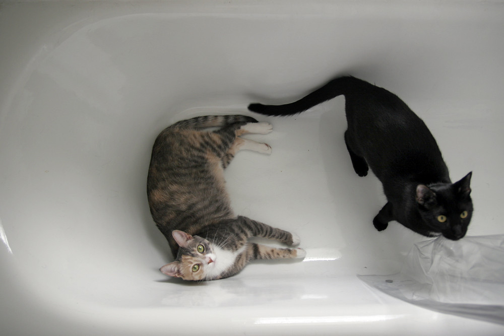 more cats in the tub the tub is their favorite hang out...… Flickr