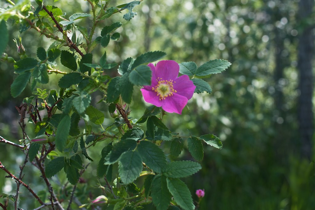 Alberta wild rose bush Joe Schreiber Flickr