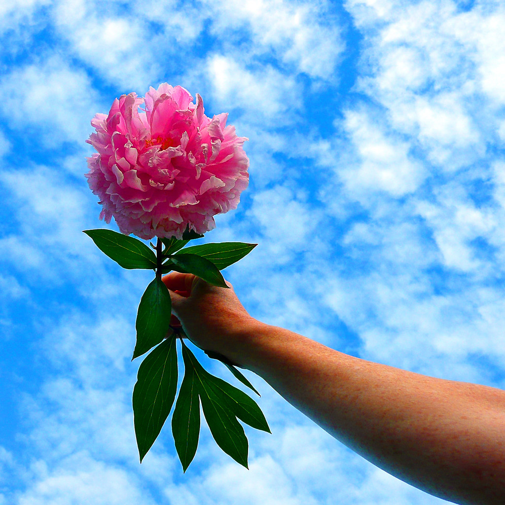 when words escape, flowers speak (Explore FP) 6/23/2010 b… Flickr