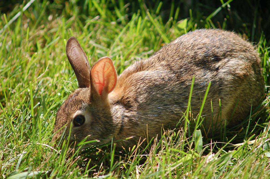 rabbit A rabbit I saw eating some grass at the toledo zoo Sean