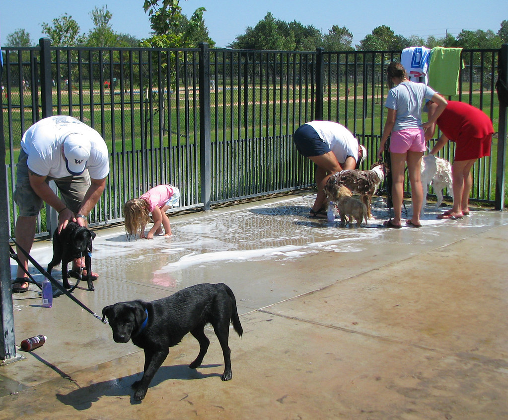 Everyone bend over and wash something! At the dog park Lori Greig