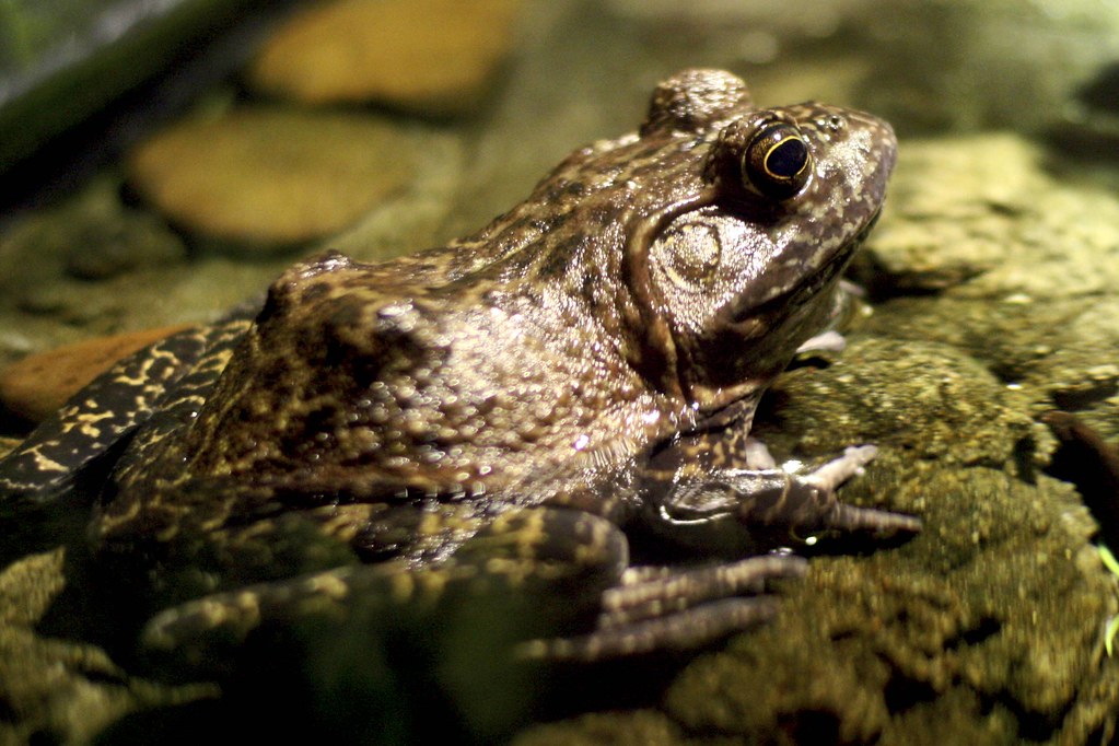 Bull Frog Houston Aquarium, Houston, TX Ed Schipul Flickr