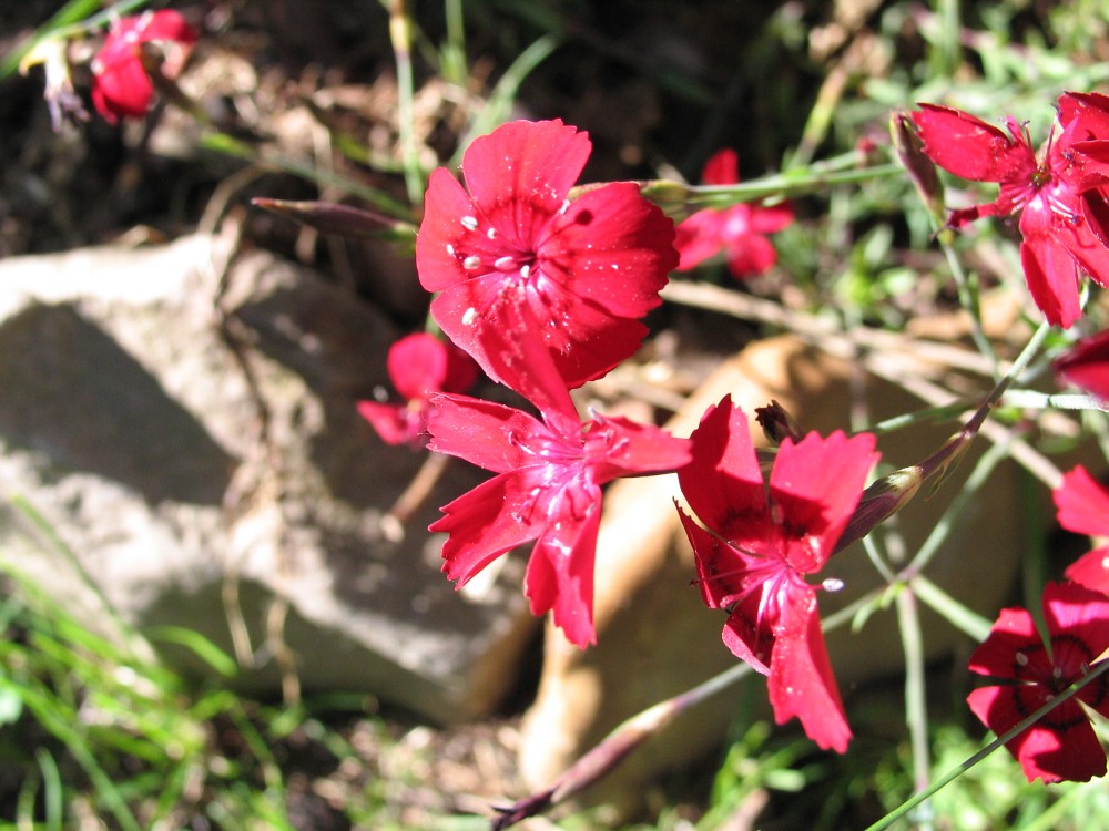 Rote Blüten Volker Thiele Flickr