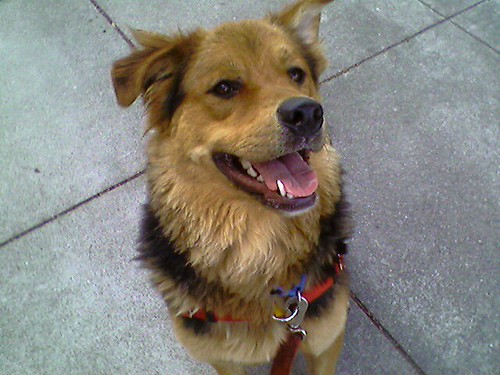 Mitzy Mitzy is a Chow Chow / Lab mix up for adoption at