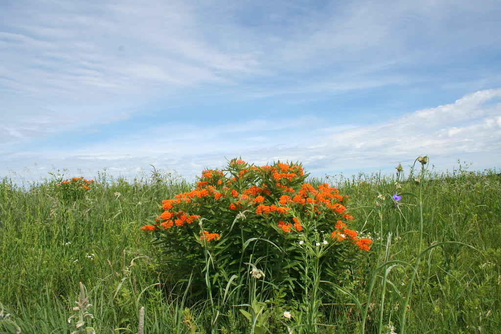 Butterfly milkweed Photo taken at Black Earth Rettenmund P… Flickr