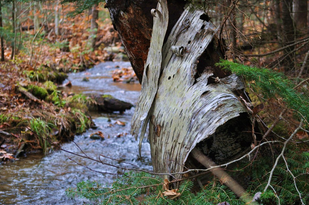 Our Land Campton, NH I really hate leaving this place. Flickr