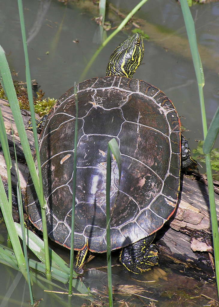western_painted_turtle_vandebergh_odfw The Painted Turtle … Flickr
