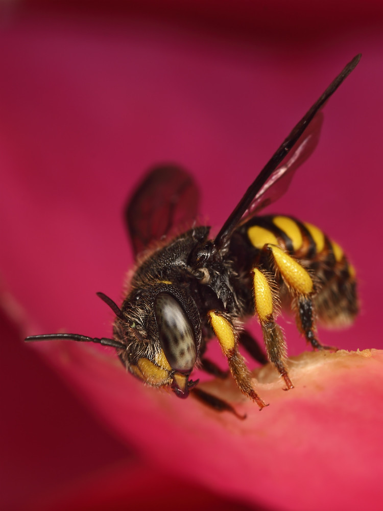 South African bees Flickr