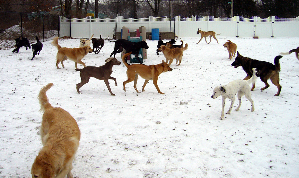 Play day. Linda's Camp K9 Flickr